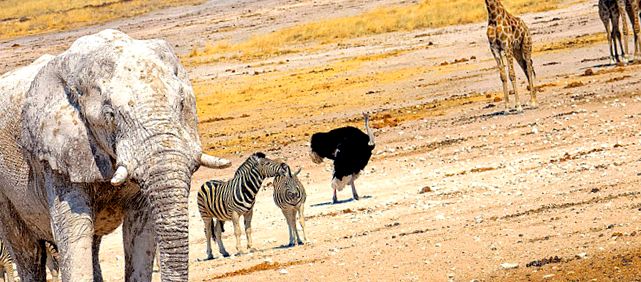 Enciclopedia animalelor din Parcul Național Etosha etosha