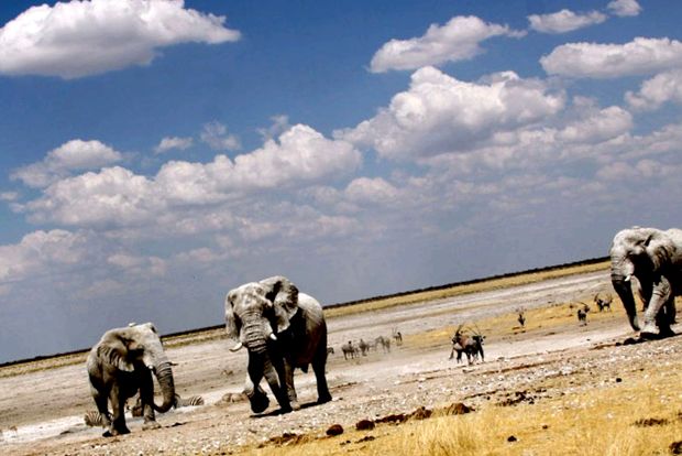 Enciclopedia animalelor din Parcul Național Etosha un parc