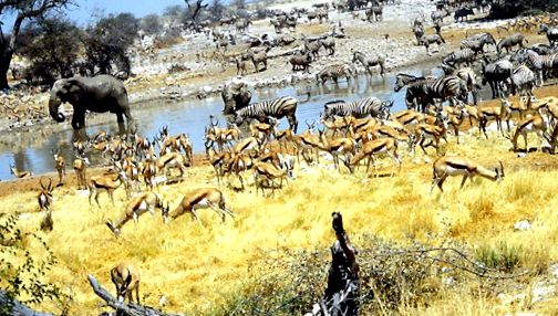 Enciclopedia animalelor din Parcul Național Etosha enciclopedie