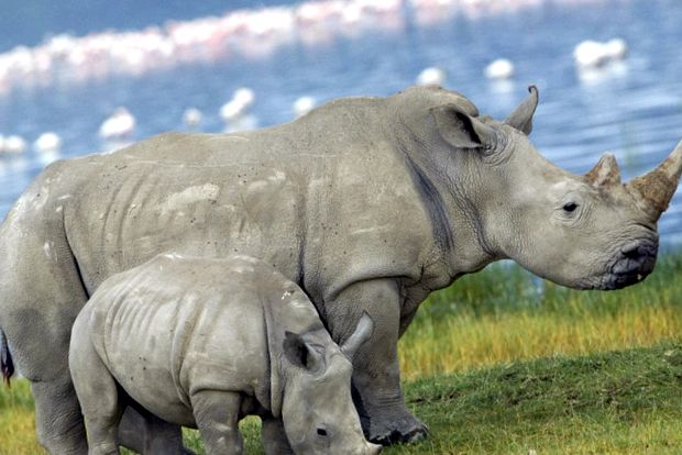 Parcul Național Lacul Nakuru - un paradis în inima Africii lac