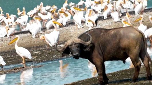 Parcul Național Lacul Nakuru - un paradis în inima Africii fum
