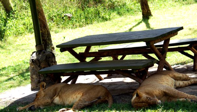 Parcul Național Lacul Nakuru - un paradis în inima Africii fum
