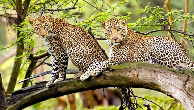 Parcul Național Lacul Nakuru - un paradis în inima Africii un parc