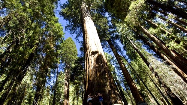 Enciclopedia animalelor din Parcul Național Sequoia enciclopedie