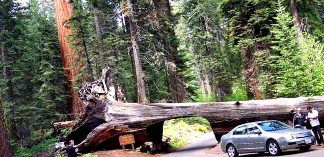 Enciclopedia animalelor din Parcul Național Sequoia un parc