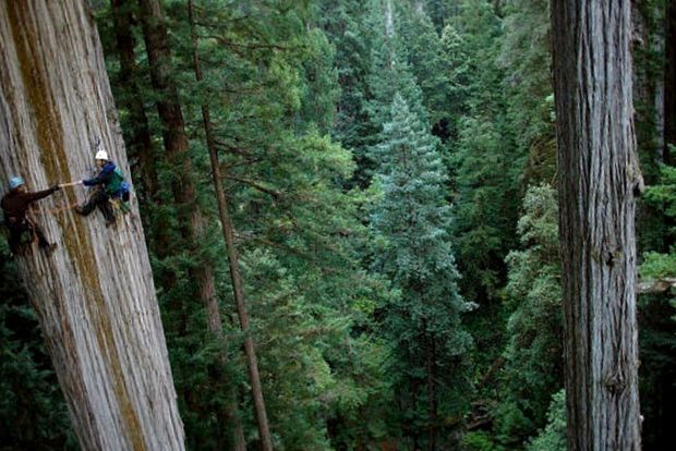 Enciclopedia animalelor din Parcul Național Sequoia un parc