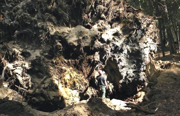 Enciclopedia animalelor din Parcul Național Sequoia sequoia