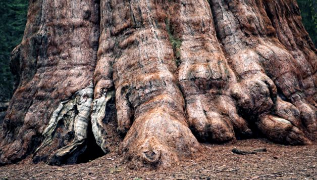 Enciclopedia animalelor din Parcul Național Sequoia enciclopedie