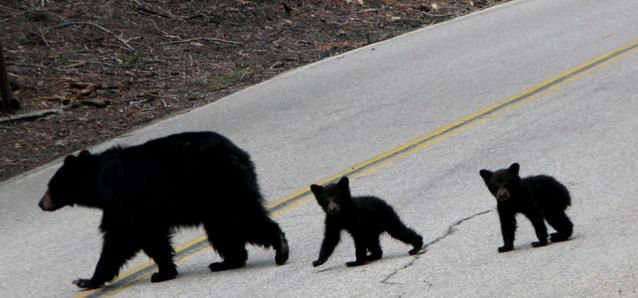 Enciclopedia animalelor din Parcul Național Sequoia sequoia