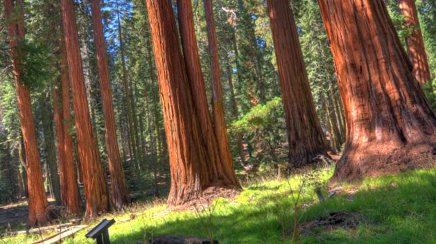 Enciclopedia animalelor din Parcul Național Sequoia sequoia