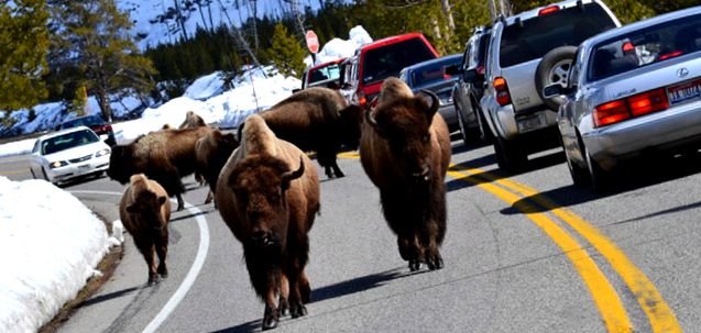 Parcul Național Yellowstone este cea mai populară rezervație naturală din lume cel mai