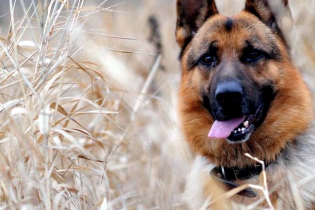 Enciclopedia animalelor ciobanesc german ciobănesc german