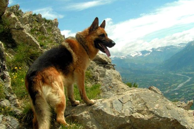 Enciclopedia animalelor ciobanesc german limba germana