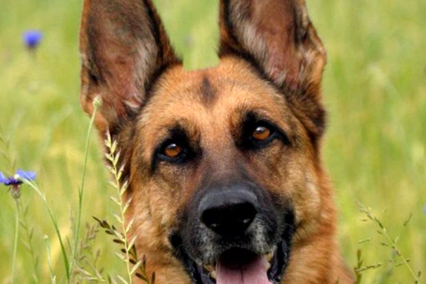 Enciclopedia animalelor ciobanesc german animal