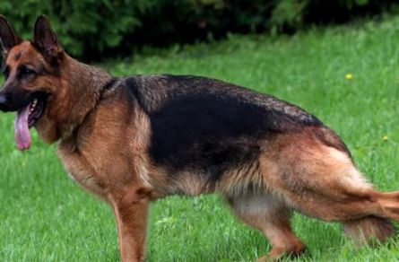 Enciclopedia animalelor ciobanesc german ciobănesc german