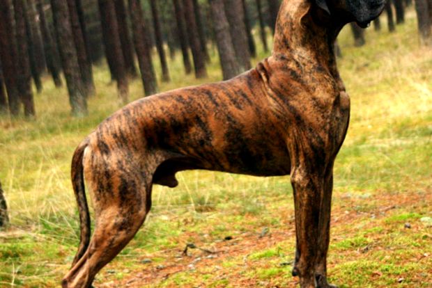 Great Dane este cel mai înalt câine din lume limba germana