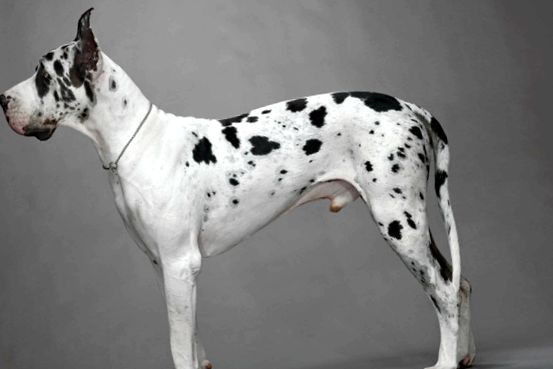 Great Dane este cel mai înalt câine din lume limba germana
