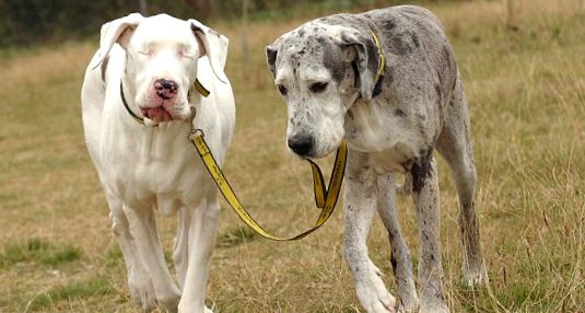 Great Dane este cel mai înalt câine din lume cel mai