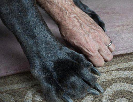 Great Dane este cel mai înalt câine din lume înalt