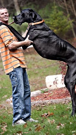 Great Dane este cel mai înalt câine din lume înalt