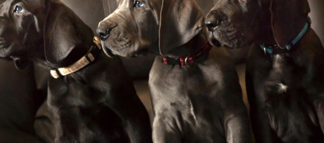Great Dane este cel mai înalt câine din lume înalt