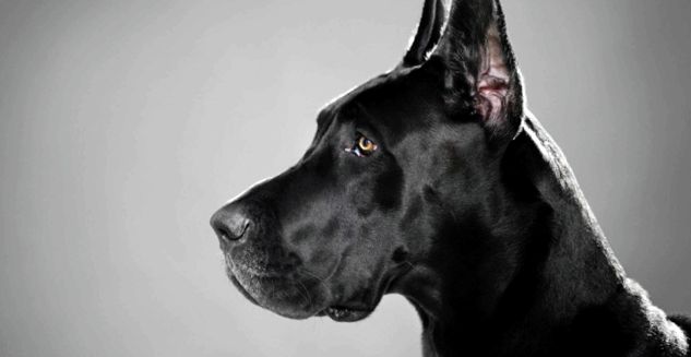 Great Dane este cel mai înalt câine din lume înalt