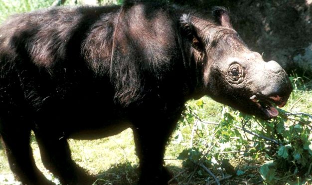 Enciclopedia animalelor rinocer animal