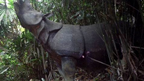 Enciclopedia animalelor de rinocer aceste animale