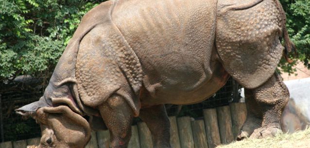 Enciclopedia animalelor rinocer aceste animale