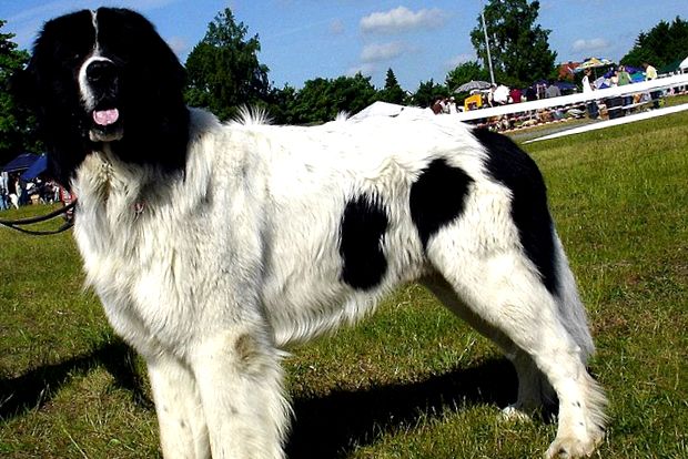 Newfoundland Cazul Newfoundlands