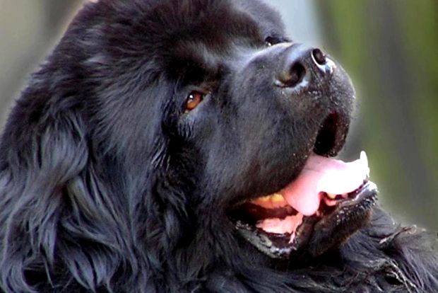 Newfoundland de fapt