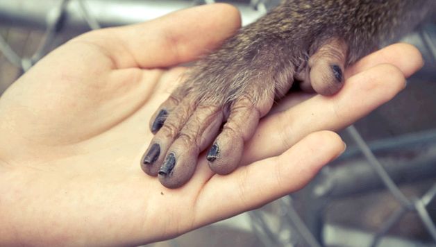 Enciclopedia animalelor Maimuțelor o maimuta