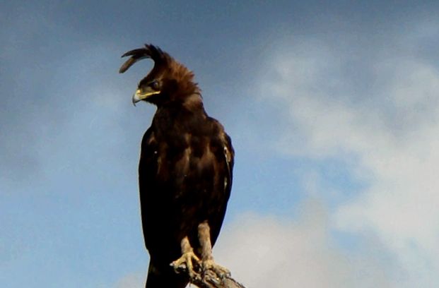 Eagles Animal Encyclopedia vulturul Aquila