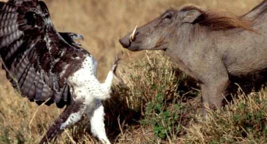 Eagles Animal Encyclopedia enciclopedie