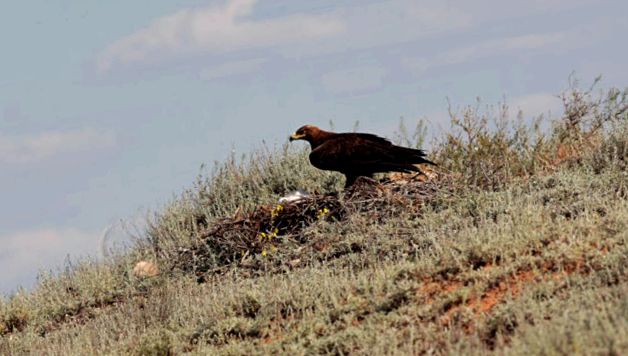 Eagles Animal Encyclopedia vulturul Aquila