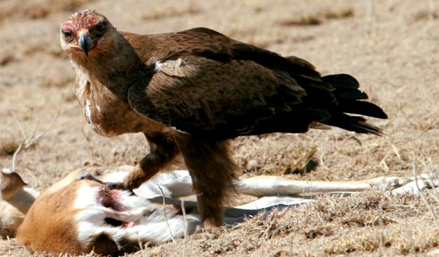 Eagles Animal Encyclopedia enciclopedie