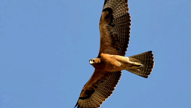 Eagles Animal Encyclopedia animal