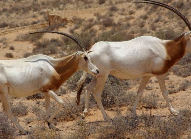 Orixuri sau orixuri Arabian Oryx