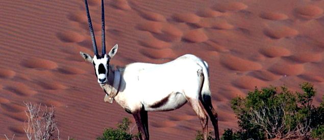 Orixuri sau orixuri Arabian Oryx