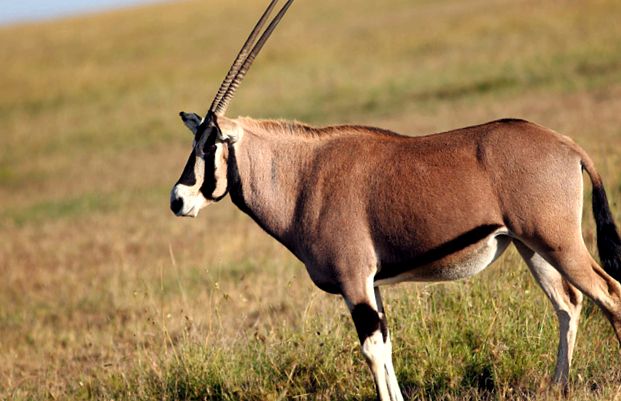 Orixuri sau orixuri oryx