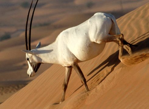 Orixuri sau orixuri oryx arab