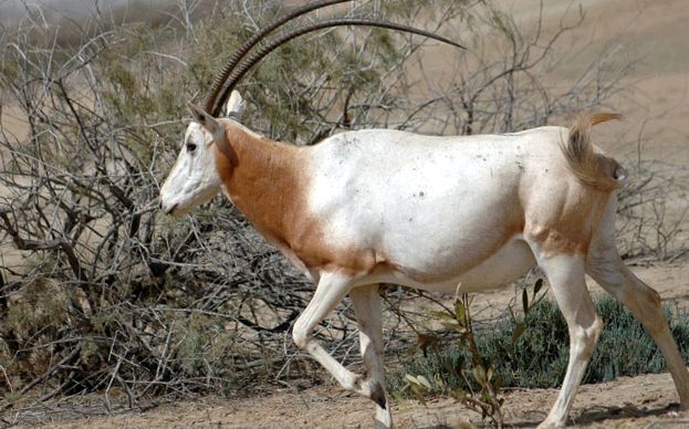 Orixuri sau orixuri orix cu coarne de sabie