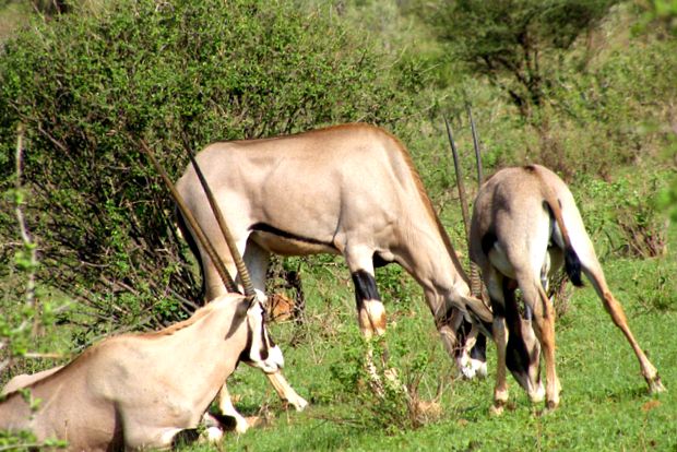 Orixuri sau orixuri oryx