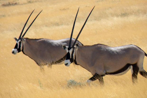 Orixuri sau orixuri oryx arab