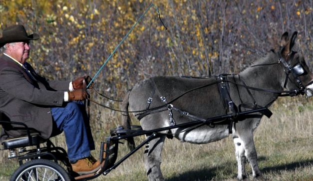 Enciclopedia animalelor măgari un măgar