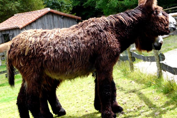 Enciclopedia animalelor măgari un măgar