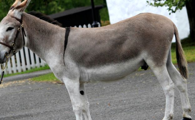 Enciclopedia animalelor măgari Acasă