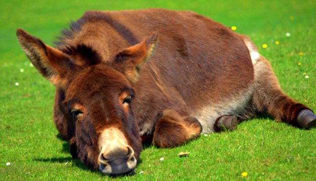 Enciclopedia animalelor măgari un măgar