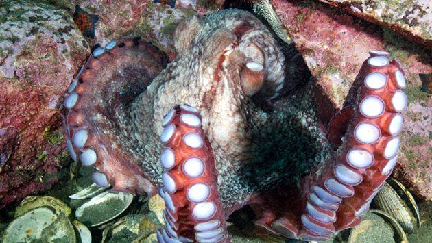Enciclopedia animalelor de caracatiță animal