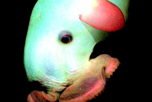 Enciclopedia animalelor de caracatiță cefalopode